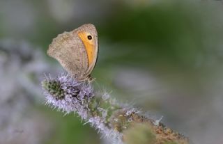 Esmerperi (Hyponephele lupina)