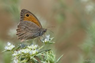 Esmerperi (Hyponephele lupina)
