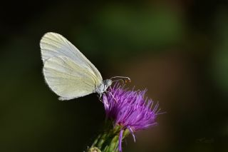 Narin Orman Beyaz (Leptidea sinapis)