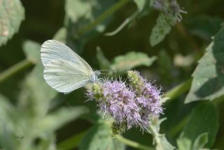 Narin Orman Beyaz (Leptidea sinapis)