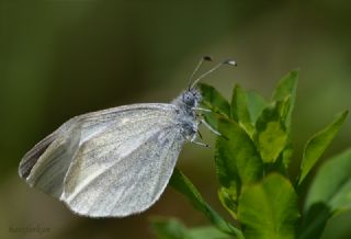 Narin Orman Beyaz�&nbsp;(Leptidea&nbsp;sinapis)