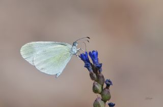 Narin Orman Beyaz (Leptidea sinapis)