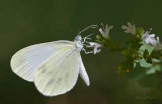 Narin Orman Beyaz (Leptidea sinapis)