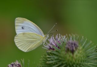 Byk Beyazmelek  (Pieris brassicae)