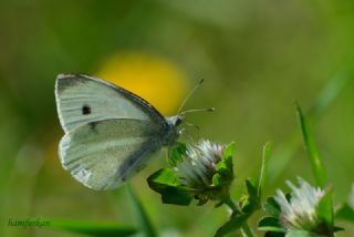B�y�k Beyazmelek &nbsp;(Pieris&nbsp;brassicae)