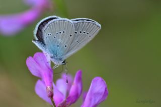 Mavi Osiris (Cupido osiris)