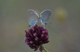 Mavi Osiris (Cupido osiris)
