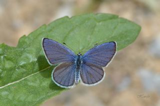 Mavi Osiris (Cupido osiris)