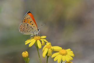 Alev Ategzeli (Lycaena kefersteinii)