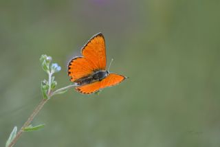 Alev Ategzeli (Lycaena kefersteinii)