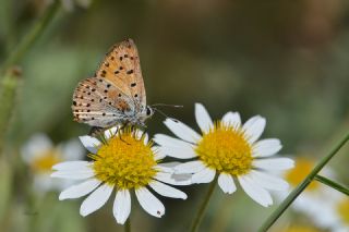 Alev Ategzeli (Lycaena kefersteinii)