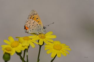 Alev Ategzeli (Lycaena kefersteinii)