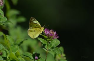 Gzel Azamet (Colias alfacariensis)