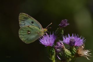 G�zel Azamet&nbsp;(Colias&nbsp;alfacariensis)