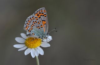 Romen Gelincii (Tomares nogelii dobrogensis)