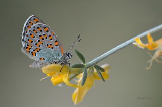 Romen Gelincii (Tomares nogelii dobrogensis)