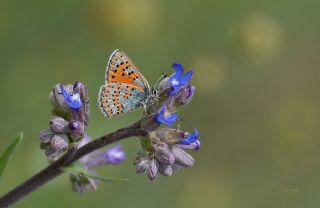 Anadolu Gelincii (Tomares nogelii)