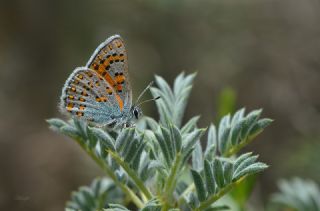 Anadolu Gelincii (Tomares nogelii)