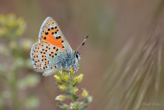 Anadolu Gelinci�i&nbsp;(Tomares&nbsp;nogelii)