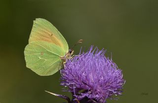 Kleopatra (Gonepteryx cleopatra)