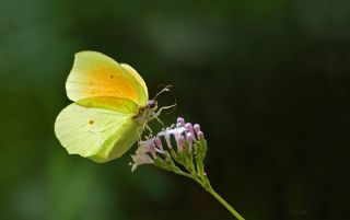 Kleopatra (Gonepteryx cleopatra)