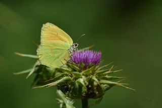 Kleopatra (Gonepteryx cleopatra)