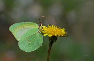 Kleopatra (Gonepteryx cleopatra)