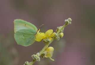 Kleopatra (Gonepteryx cleopatra)