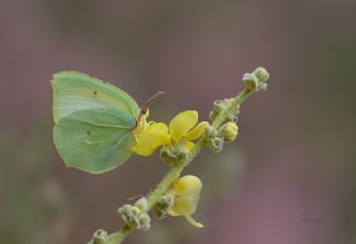 Kleopatra (Gonepteryx cleopatra)