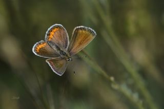 Doulu Esmergz (Plebejus carmon)