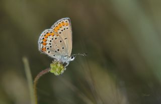 Doulu Esmergz (Plebejus carmon)
