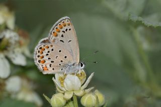 Anadolu Esmergz (Plebejus modicus)