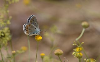 Anadolu Esmergz (Plebejus modicus)