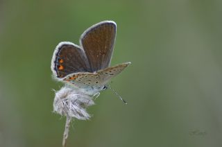 Anadolu Esmergz (Plebejus modicus)