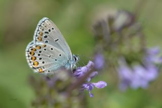 Anadolu Esmergz (Plebejus modicus)