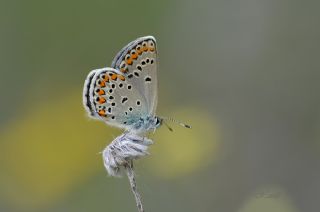 Anadolu Esmergz (Plebejus modicus)