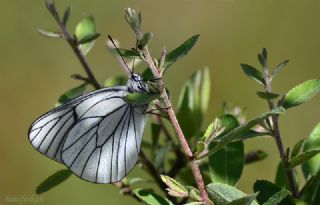 Al Beyaz (Aporia crataegi)