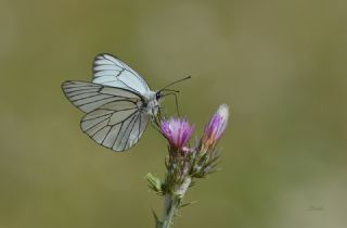 Al Beyaz (Aporia crataegi)