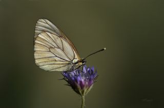 Al Beyaz (Aporia crataegi)