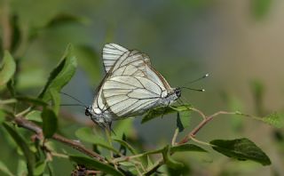 Al Beyaz (Aporia crataegi)