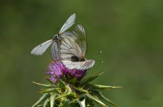 Al Beyaz (Aporia crataegi)