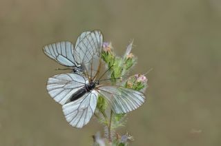 Al Beyaz (Aporia crataegi)