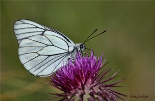 Al Beyaz (Aporia crataegi)