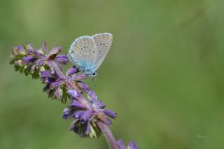 okgzl Gzel Mavi (Polyommatus bellis)