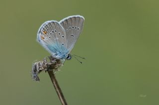 okgzl Gzel Mavi (Polyommatus bellis)