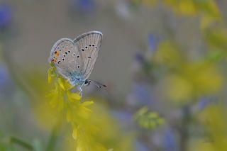 okgzl Gzel Mavi (Polyommatus bellis)