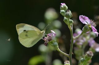 Kk Beyazmelek (Pieris rapae)