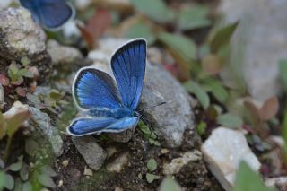 okgzl Rus Mavisi (Polyommatus coelestina)