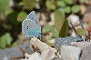 okgzl Rus Mavisi (Polyommatus coelestina)