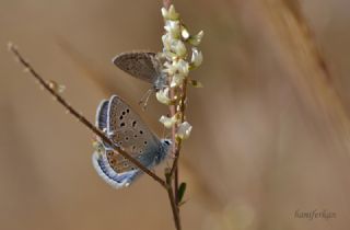 okgzl Kk Turan Mavisi (Polyommatus cornelius)